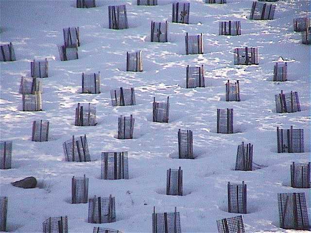The 'Plantations' offer the best snow - a sad state of affairs