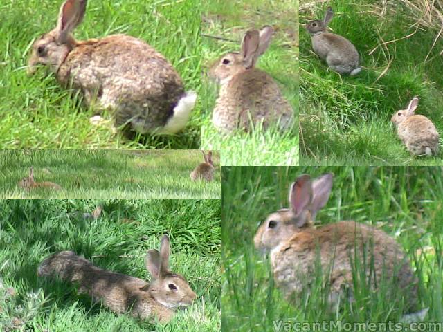 Theyre everywhere to be found  even in broad daylight