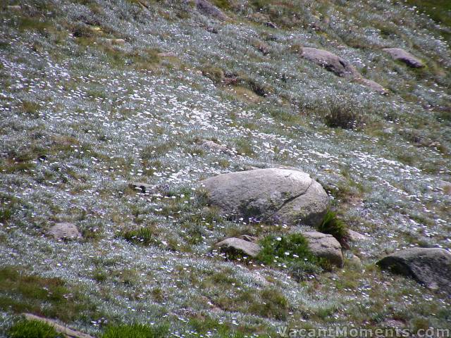 Field of wild flowers below Eagles Nest