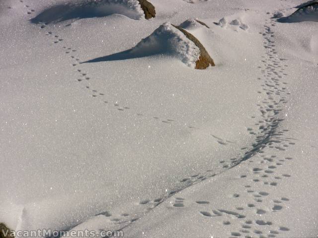 I wasn't first. A myriad of animal tracks amongst the sparkling diamonds
