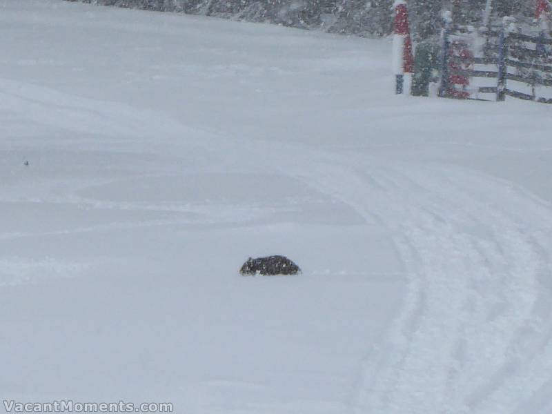 Outback Phil spotted Wally first<BR>crossing what I had been calling Chocolate Milk Run in belly deep snow on the lower Supertrail