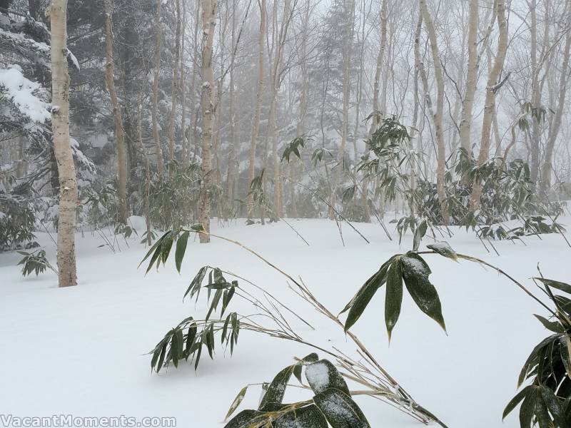 Fresh snow but still the sasa grass shows through (TraKtorman)